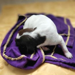 Girl 4 - female German Shorthaired Pointer puppy in Kalamazoo, Michigan from Marshall's Shorthairs