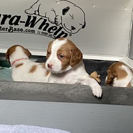 Brittany puppies from Tullyvar Farm