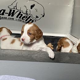Brittany puppies from Tullyvar Farm