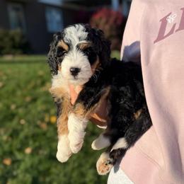Jasmine - Tri-color female Bernedoodle puppy in Sugarcreek, Ohio from Cuddly Companion Doodles
