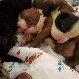 Boston Terrier Puppies from The Christian Bostons