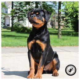 Rottweiler Puppies from Von Fields Rottweiler Kennels
