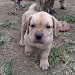 Mono - Silver male Perro de Presa Canario puppy in Lenexa, Kansas from Medianoche GatoPerros