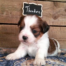 Theodore - Parti male Lhasa Apso puppy in Jefferson, New York from Absolute Lhasa Love