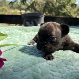 Tiger - Brown brindle male Olde English Bulldogge puppy in Camdenton, Missouri from Mule Pool Olde English Bulldogges