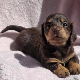 Stella the chocolate long hair - Chocolate female Dachshund puppy in El Cajon, California from Lisa Buxton