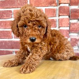 Champagne - Red  male Goldendoodle puppy in Mapleton, Utah from Skyridge Doodles