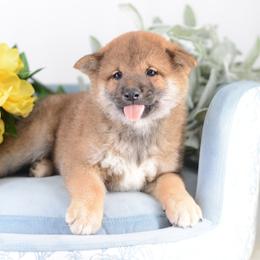 Alec -FULL AKC REGISTRATION- - Red male Shiba Inu puppy in Neosho, Missouri from Kenny Cave K9s