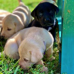 Labrador Retriever Puppies from Green Acres Labradors