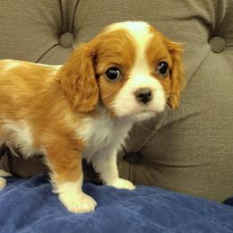 Bubbly - Blenheim male Cavalier King Charles Spaniel puppy in Rockville, Maryland from Skais the Limit Cavaliers