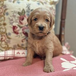 Doc- Orange - Apricot male Goldendoodle puppy in Bay City, Texas from Charming Doods Goldendoodles