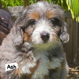 Bernedoodle Puppies from Lolli’s Bernedoodles