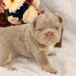 Brown collar New Shade - Liver male French Bulldog puppy in Jefferson City, Missouri from Central Frenchie Haven