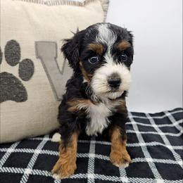 Petunia - Tri-color female Bernedoodle puppy in Granton, Wisconsin from Rose River Farms
