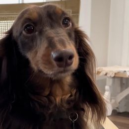 Dachshunds from Little Nest Dachshunds