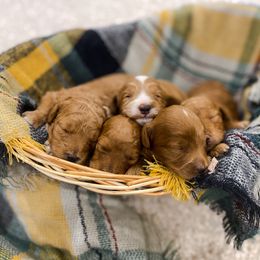 Goldendoodle Puppies from J&J Doodles