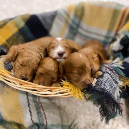 Goldendoodle Puppies from J&J Doodles