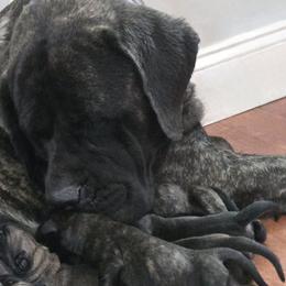 Goldendoodles and Mastiffs from Diana's Puppies