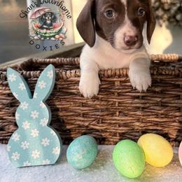 Basil - Piebald male Dachshund puppy in Hockley, Texas from Shans Down Home Doxies