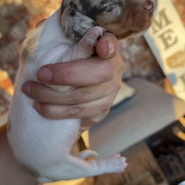 Girl 1 - Dachshund puppy in Deming, New Mexico from FoxieDoxies of New Mexico