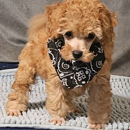 Brady - Red  male Poodle puppy in Runnels County, Texas from Golden's Poodles