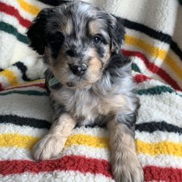 Aussiedoodle and Australian Shepherd Puppies from Homestead Aussies & Doodles