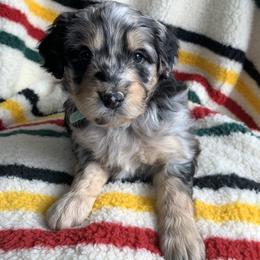Aussiedoodle and Australian Shepherd Puppies from Homestead Aussies & Doodles