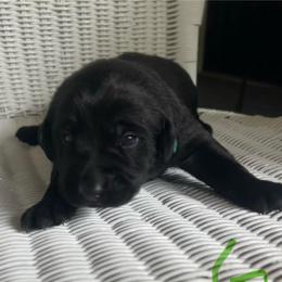 Green - Black male Labrador Retriever puppy in Monticello, Georgia from Hollow Meadows Retrievers