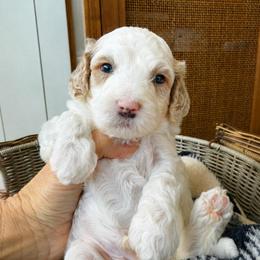 Rusty - Parti male Goldendoodle puppy in Gilbert, Arizona from Doodle Bliss