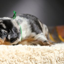 Aragorn - 5350 - Harlequin male Beauceron puppy in Rockwall, Texas from Elitehaus