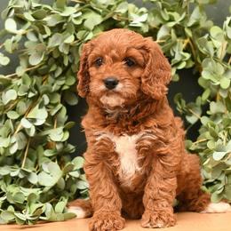 Cavapoo puppies from Royal doodles of Florida