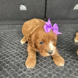 Purple bow - Red female Cavapoo puppy in Mint Hill, North Carolina from DoodleForever