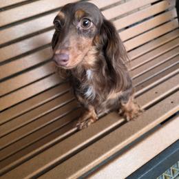 Morgana - Dachshund