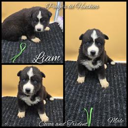 Liam - Black and white male Siberian Husky puppy in Bloomfield, Indiana from Paiges lil huskies