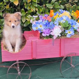 Bucky - Sable merle and white male Shetland Sheepdog puppy in Altha, Florida from Hill Top Shelties