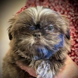 Macy - Blue and white female Shih Tzu puppy in Victorville, California from RUMBLE n TUMBLE