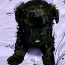 Raven - Black female Poodle puppy in Pounding  Mill, Virginia from Rosa's Chihuahuas