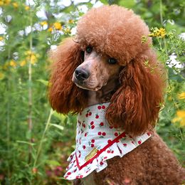 Esther - Poodle