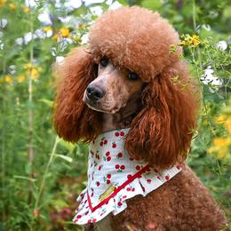 Esther - Poodle