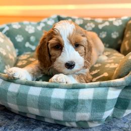 Marshall - Red male Australian Labradoodle puppy in Summerfield, North Carolina from Four Oaks Labradoodles