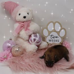 Tulip - Cream sable female Pomeranian puppy in Concord, California from Eelan’s Poms