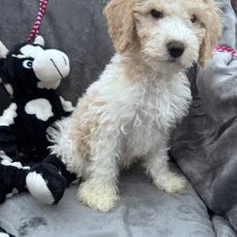 Arrow - Blenheim male Cavapoo puppy in Austin, Texas from Doodles of Central Texas