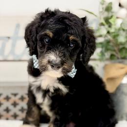 Mr. Kiwi - Tri-color male Bernedoodle puppy in Hegins, Pennsylvania from Bubbling Springs Doodles, LLC