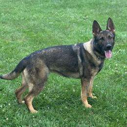 Meira - Sable female German Shepherd puppy in Herkimer, New York from Render Kennels