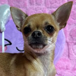 Chihuahuas and Yorkshire Terriers from Fiesta Pups