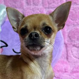 Chihuahuas and Yorkshire Terriers from Fiesta Pups