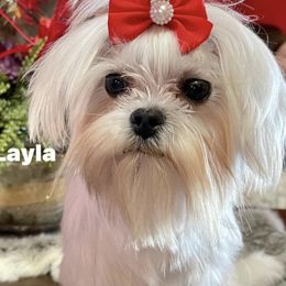 Layla - Maltese