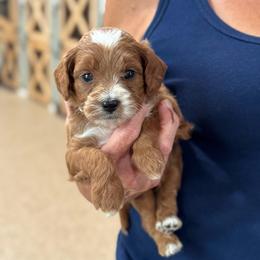 Capri - Red  female Goldendoodle puppy in Wharton, Texas from Little Fur Friends