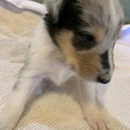 "Merle Boy #3 DOB 12/05/22" Collie Puppies from ColliesOklahoma