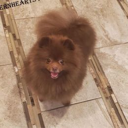 Katya - Pomeranian